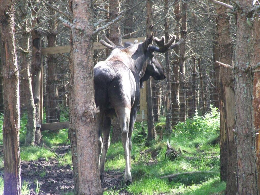 Skalleruds Gard Åsensbruk Exterior foto